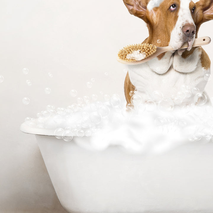 Basset Hound in Rustic Bath Style Lots of Foamy Bubbles