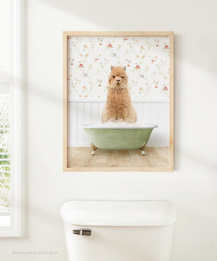 Alpaca in Country Cottage Bath