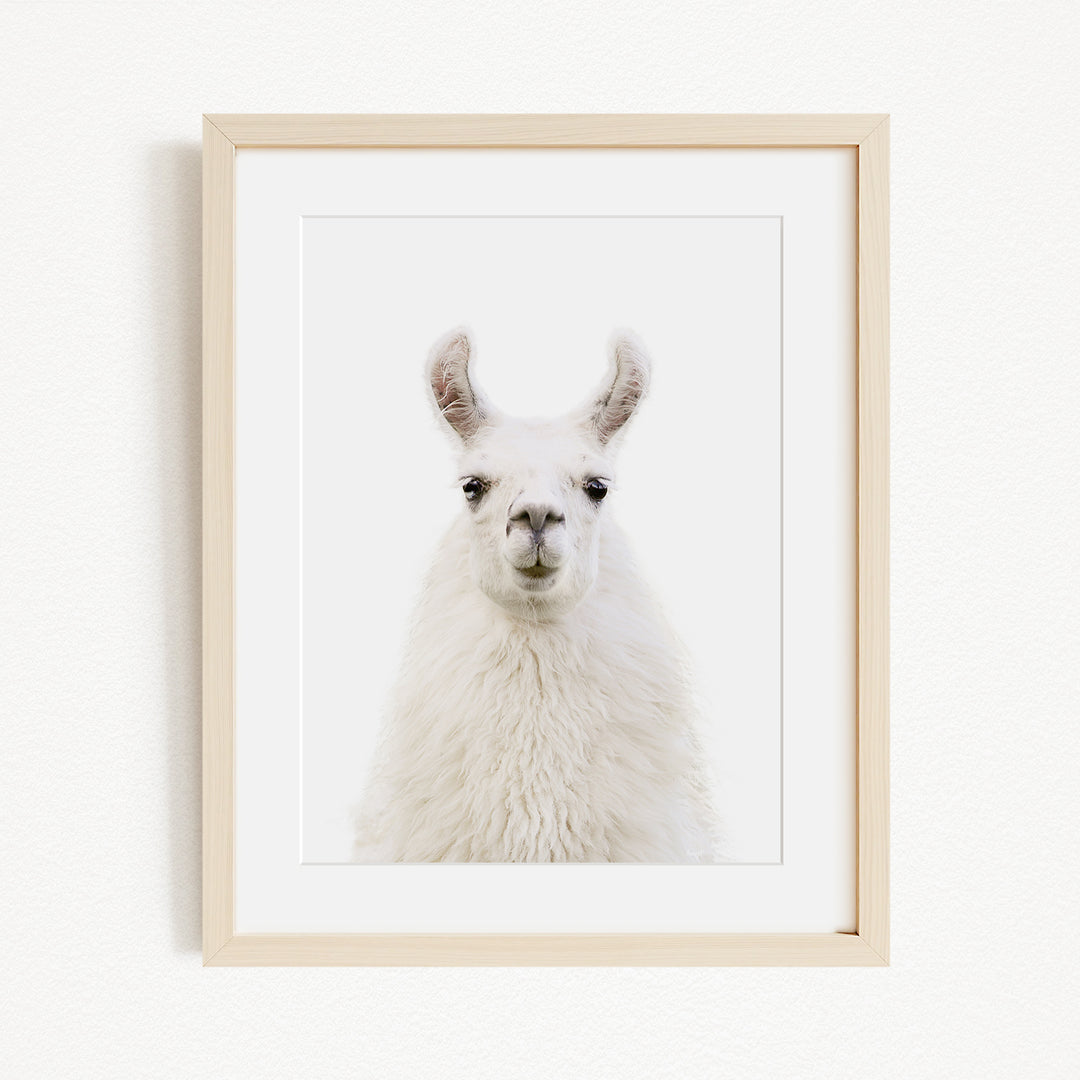 A white llama with large ears and a small nose is the focus of the framed image.