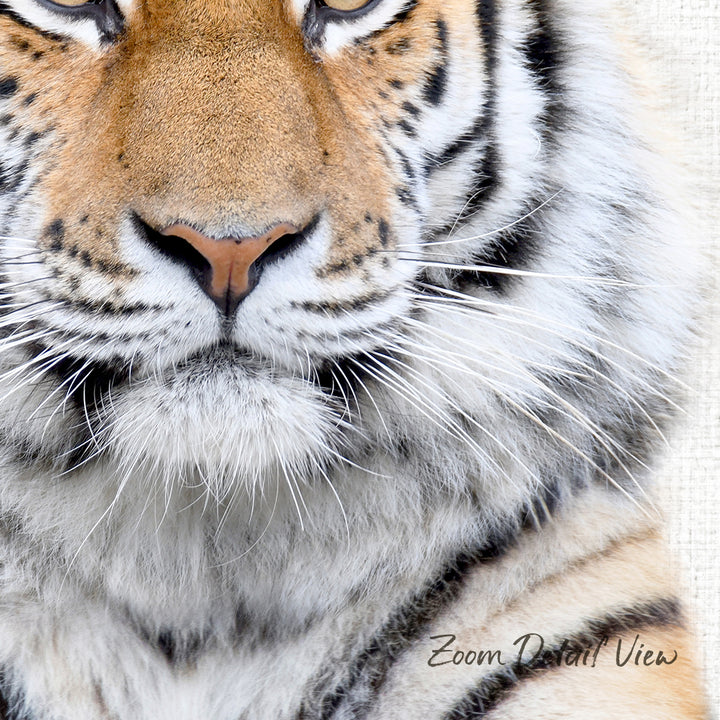 A close-up of a tiger's face, showcasing its distinctive features such as its striped fur, large eyes, and prominent nose.