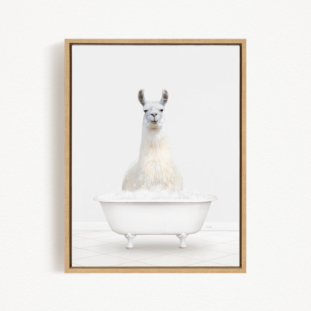 A white llama sitting in a white bathtub filled with bubbles.