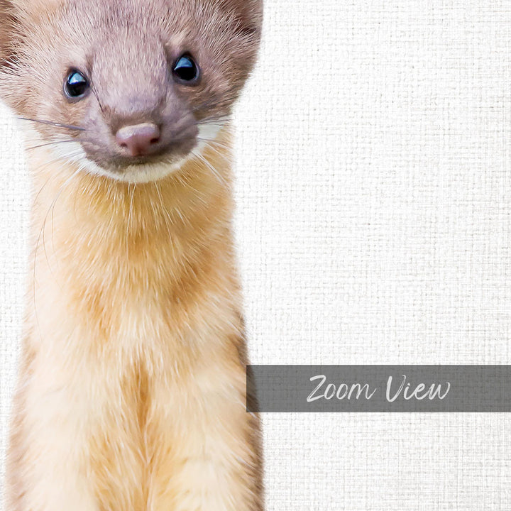 A close-up of a brown and white animal, possibly a small rodent or rodent, with a curious expression on its face.