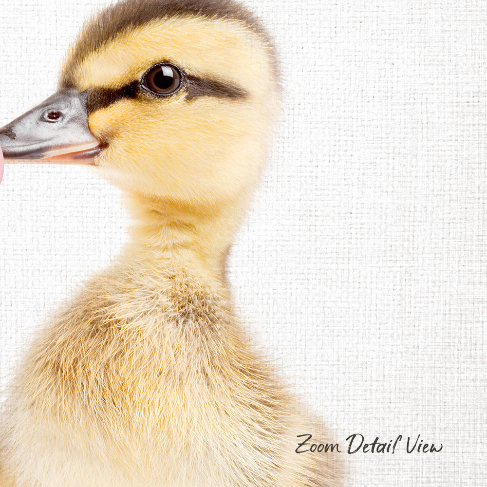 A close-up of a duckling's head and neck, with its beak open and eyes focused on the camera.