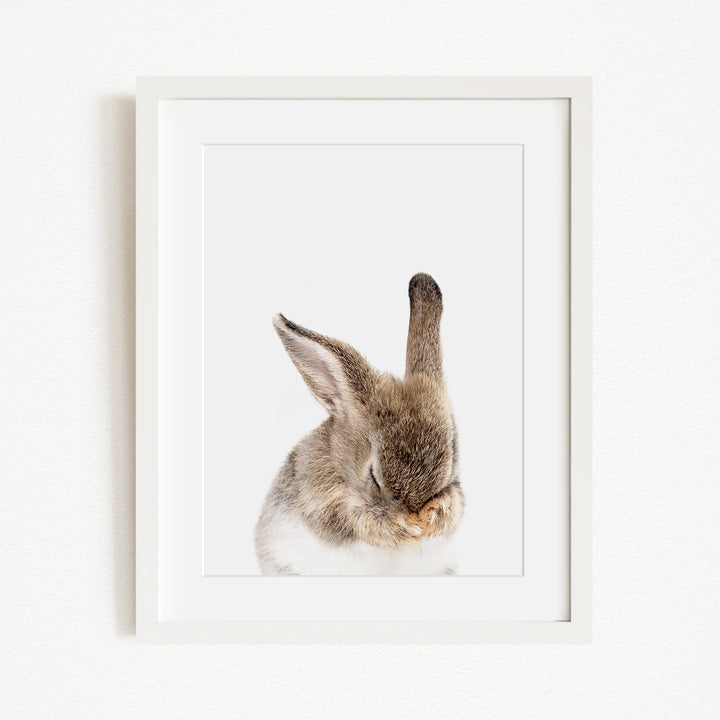 A framed image of a rabbit with its head resting on its paws, looking down.