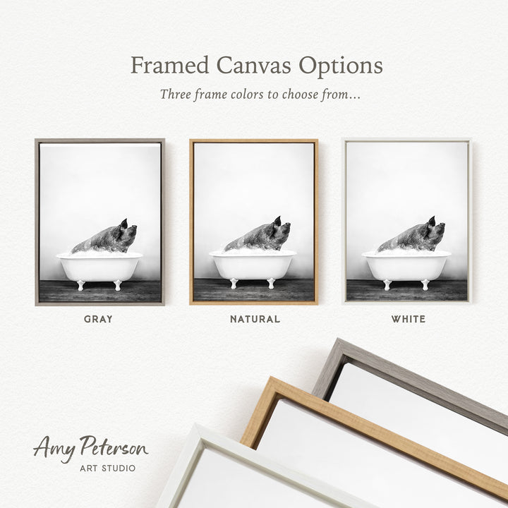 three framed canvas options, each featuring a black and white photograph of a pig sitting in a bathtub. The options include a gray frame, a natural frame, and a white frame.
