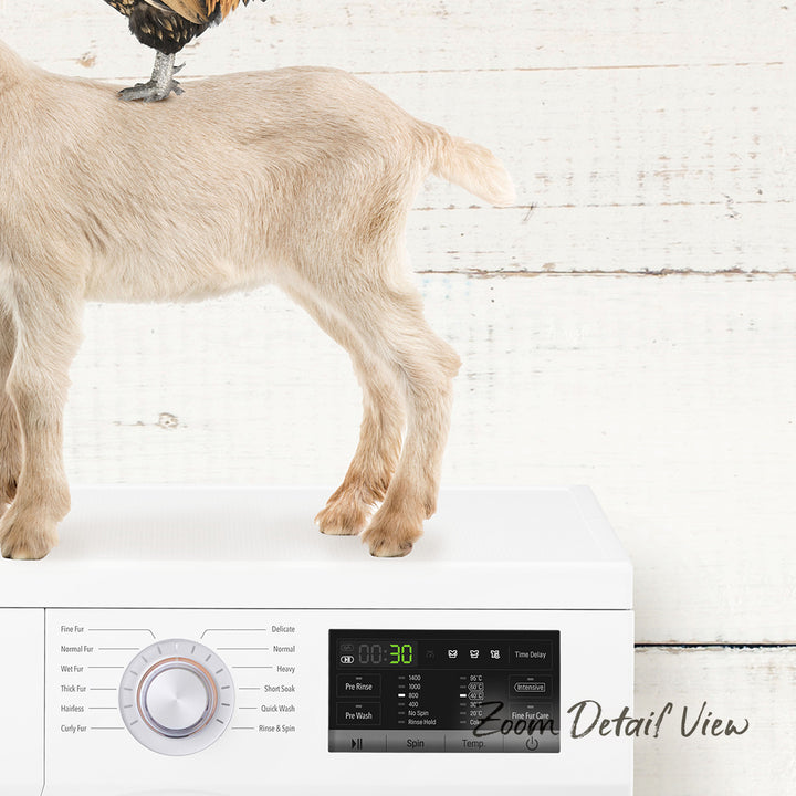 A goat standing on top of a white washing machine with various controls and settings visible.