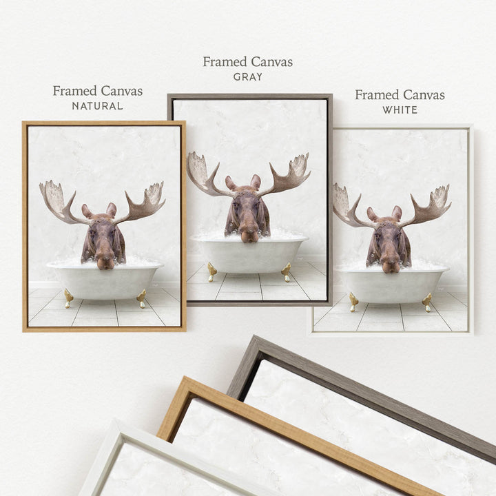 three framed pictures of a moose in a bathtub, each with a different color frame.