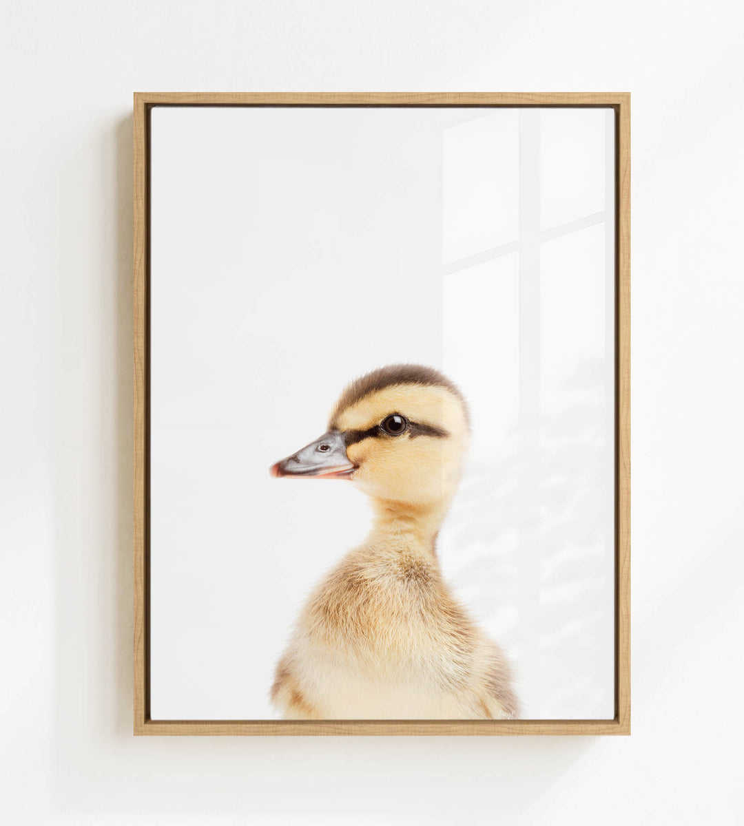 A young duckling peeking out from behind a white background.