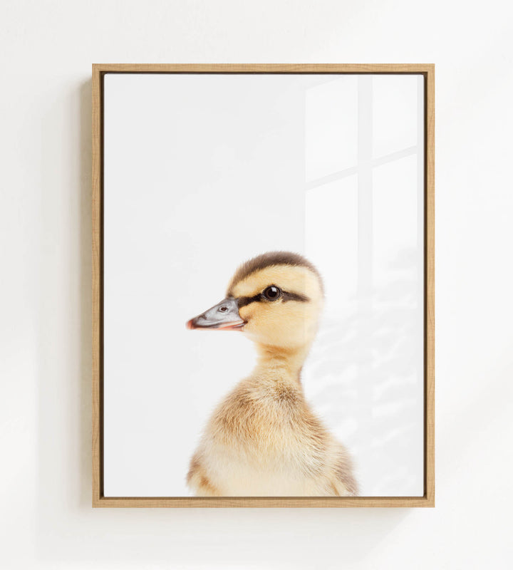 A young duckling peeking out from behind a white background.