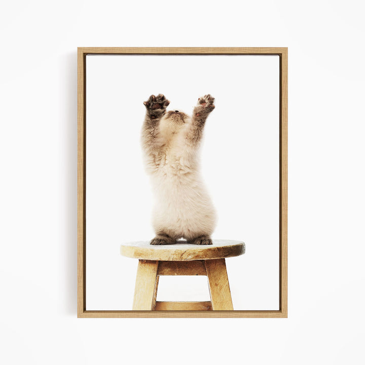 A fluffy white kitten stands on a wooden stool, with its paws raised in the air.