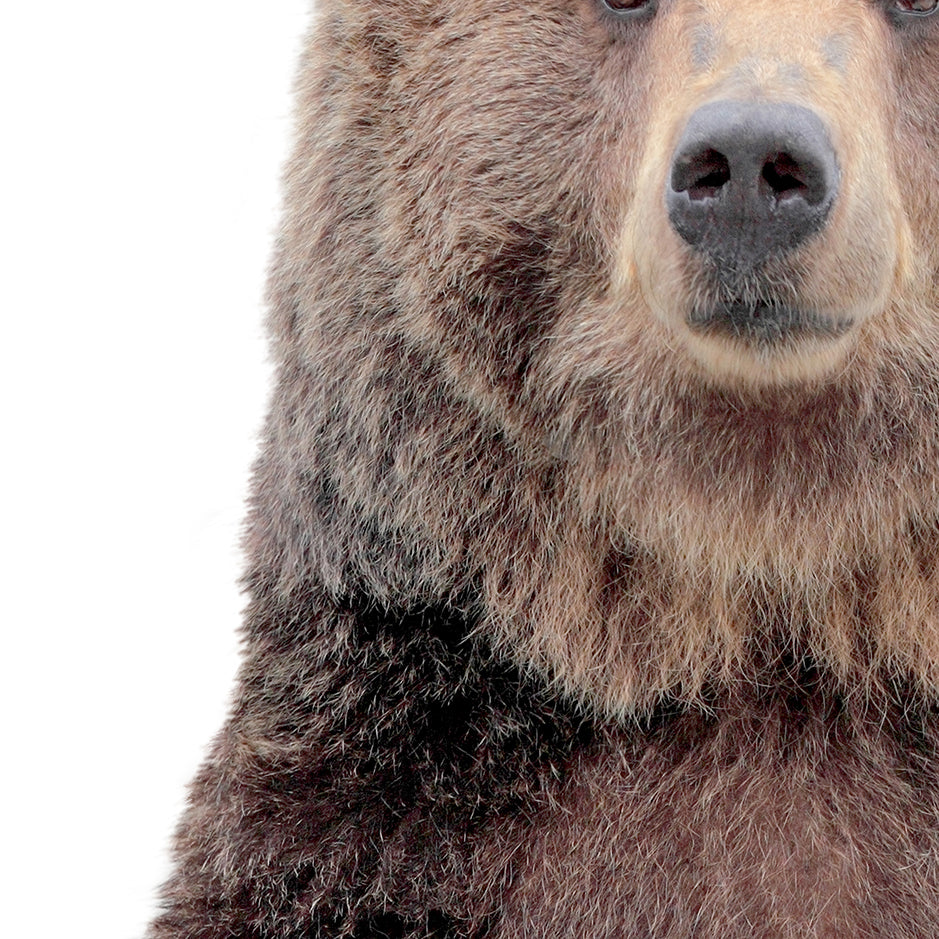 Bear - Animal Portraits