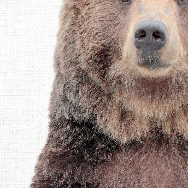 Bear - Animal Portraits