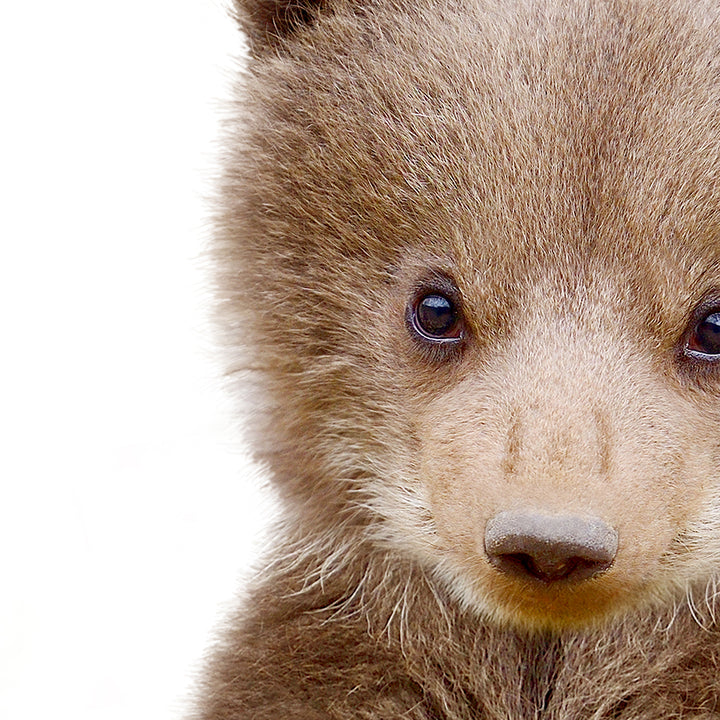 Baby Bear Cub - Baby Animal Portrait