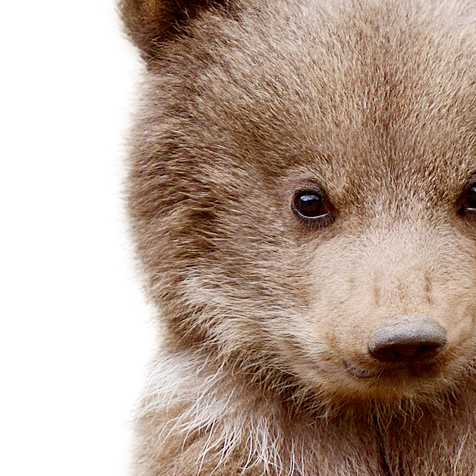 Bear Cub - Animal Portraits