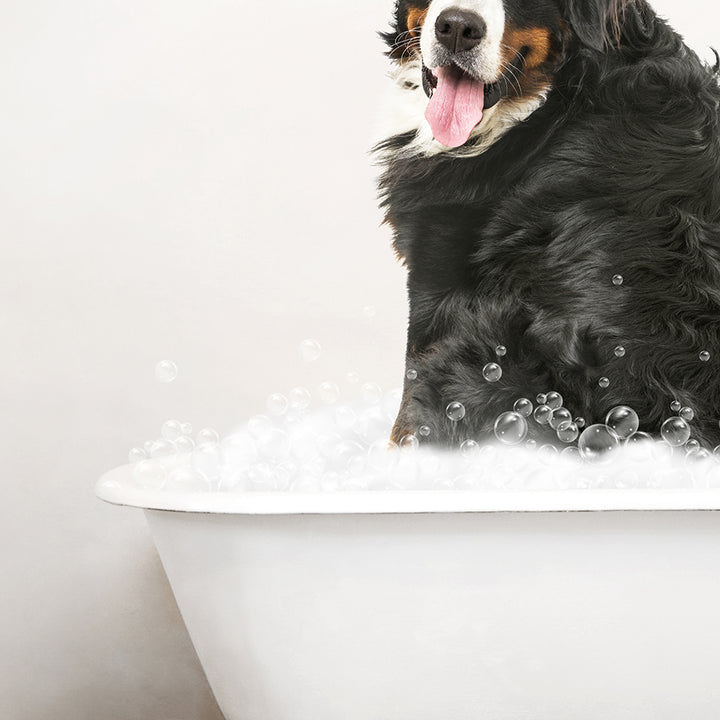 Bernese Mountain Dog in Rustic Bath Style