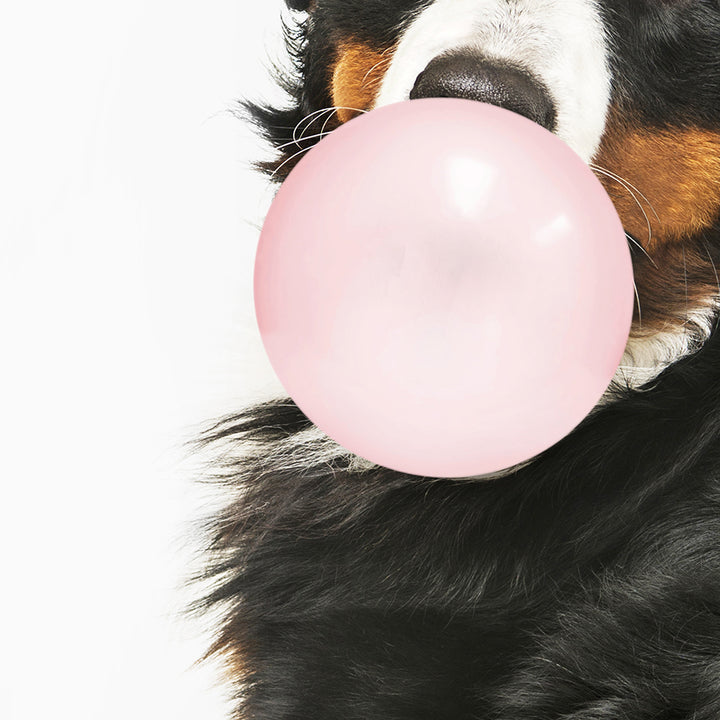 Bernese Mountain Dog Blowing Bubbles