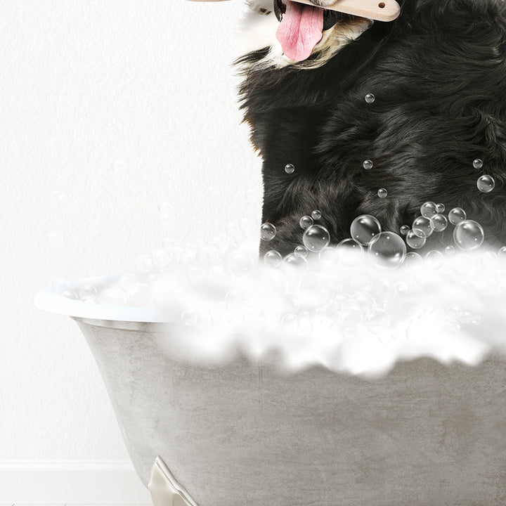 Bernese Mountain Dog Scrub A-Dub-Dub in Simple Gray Bath