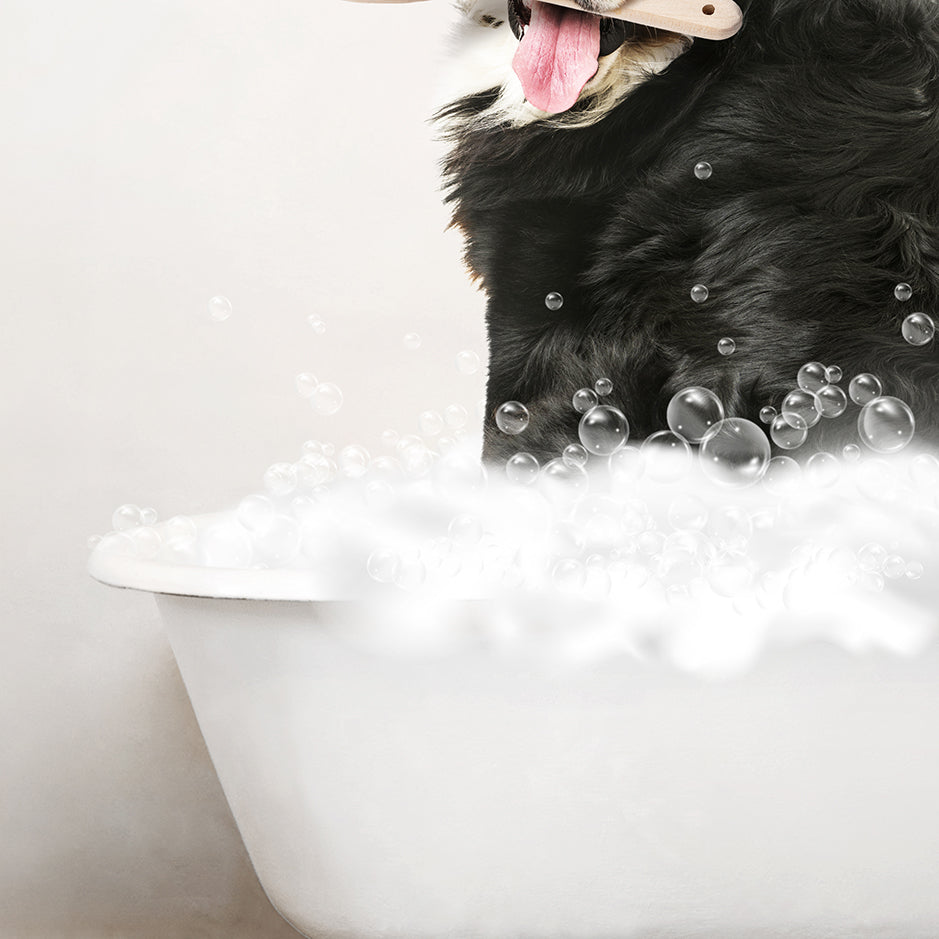 Bernese Mountain Dog in Rustic Bath Style Lots of Foamy Bubbles