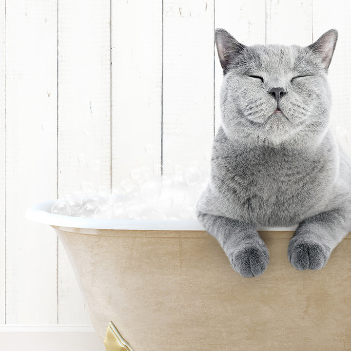 a gray cat laying in a bathtub with its eyes closed