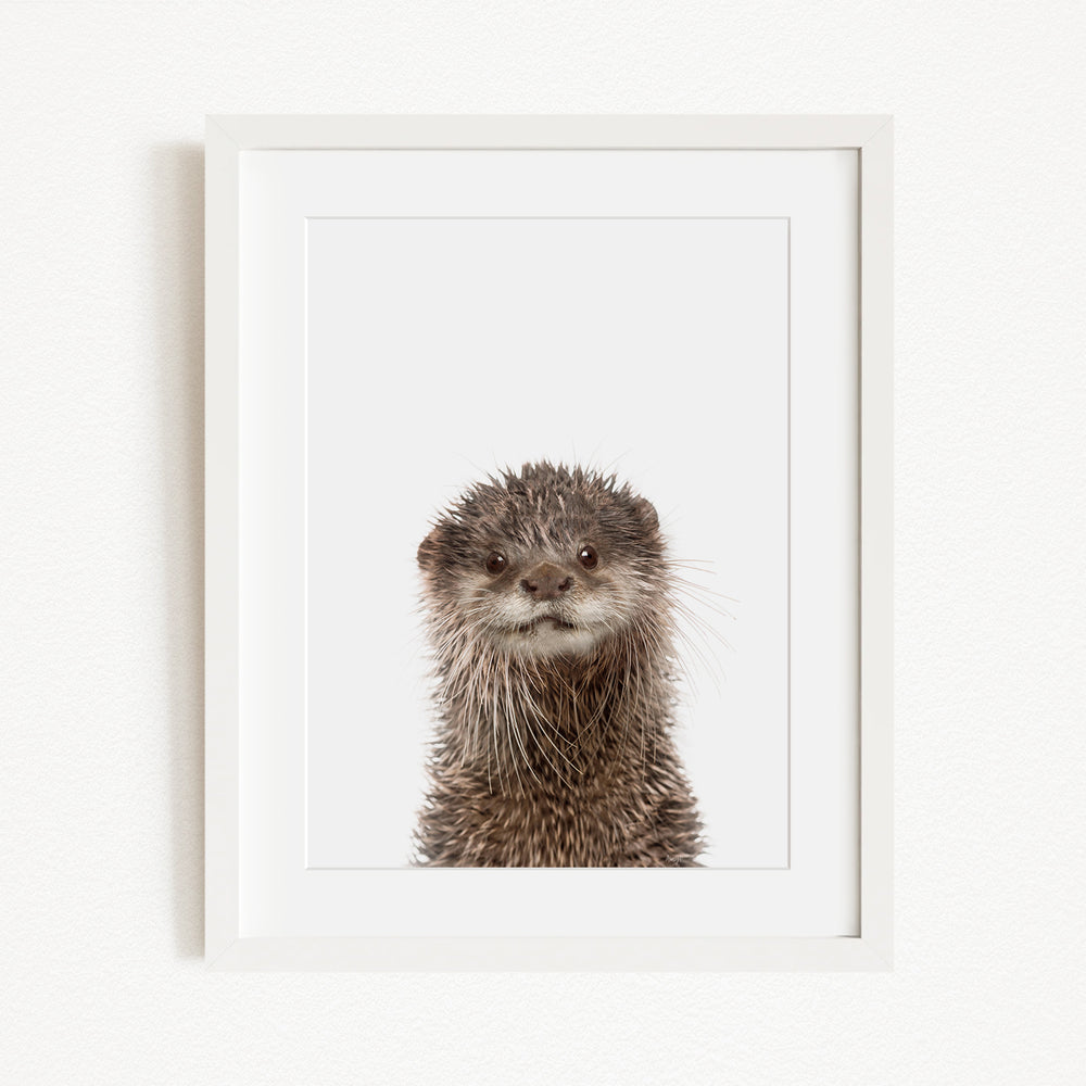 A picture of an otter with a curious expression, looking directly at the camera.
