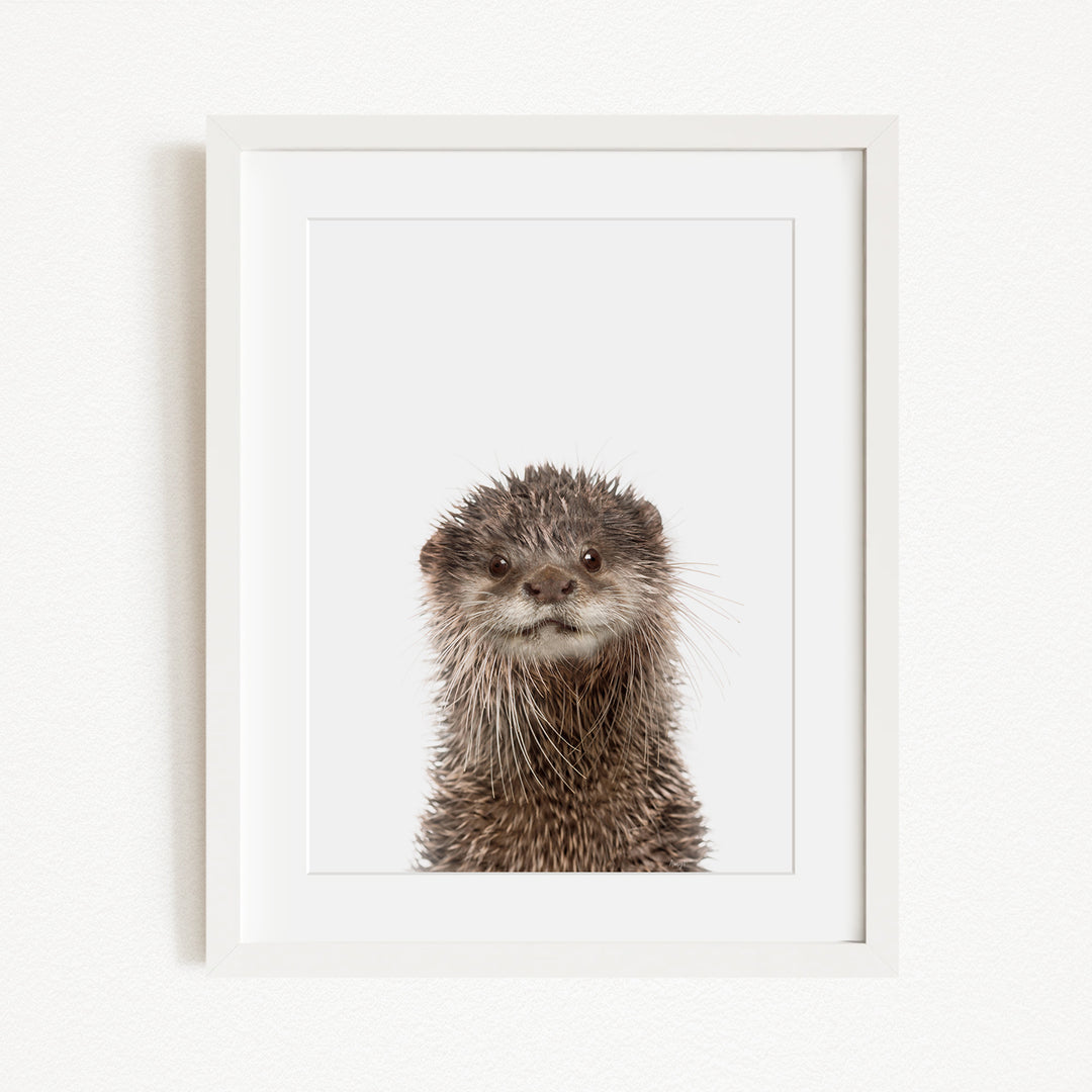 A picture of an otter with a curious expression, looking directly at the camera.