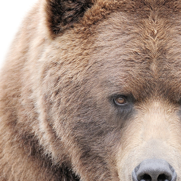 Big Bear in Landscape - Animal Portraits