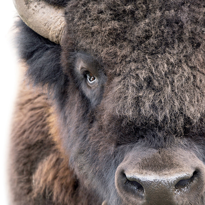 Bison - Animal Portraits