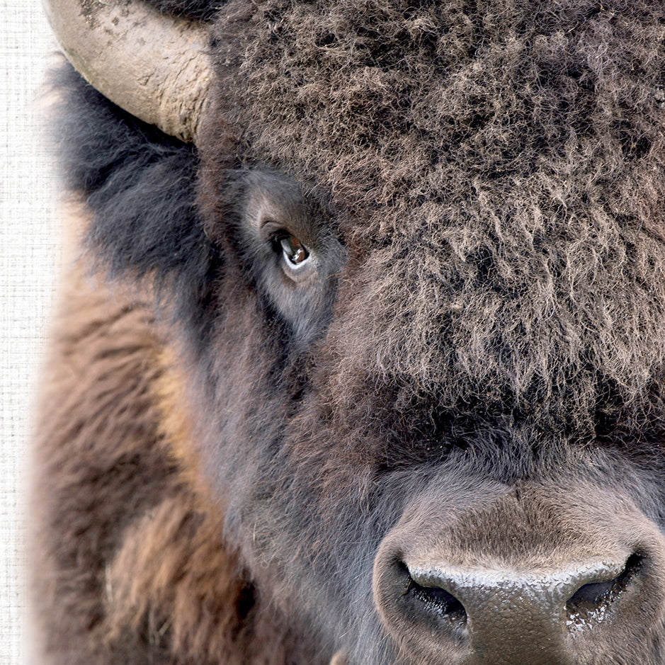 Bison - Animal Portraits