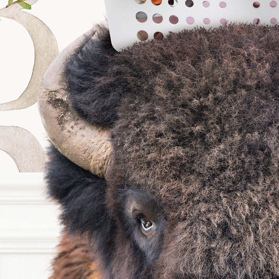 Bison with Laundry Basket - Assorted Wallpapers