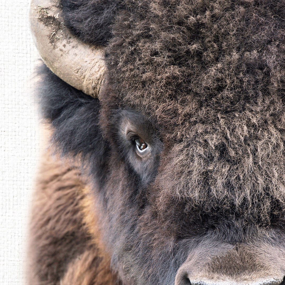 Bison in Landscape - Animal Portraits