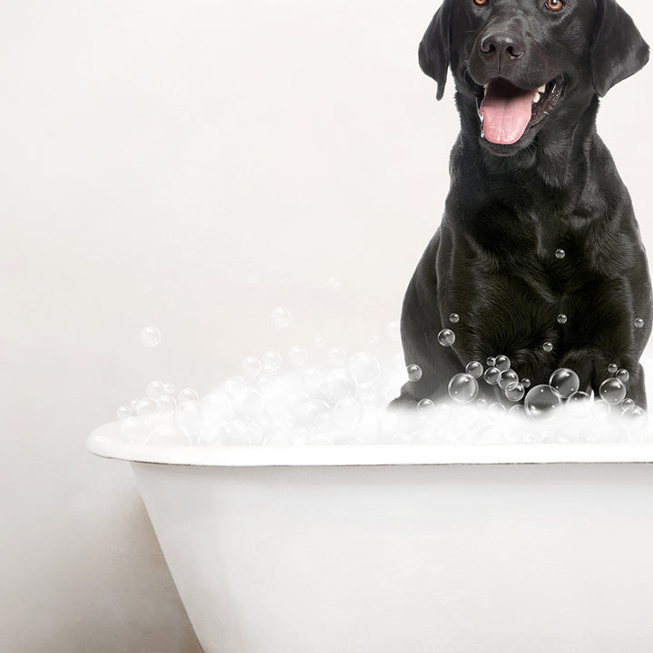 Black Lab in Rustic Bath Style