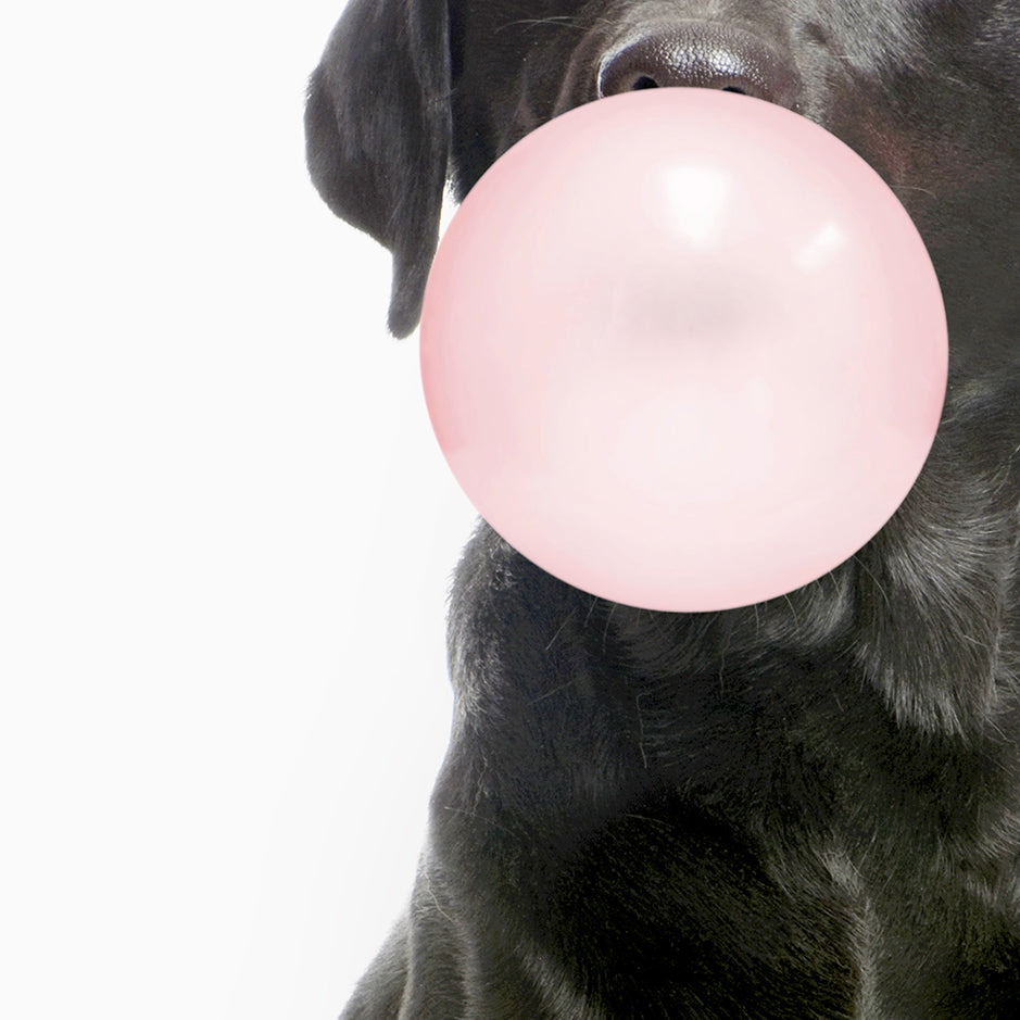 Black Labrador Blowing Bubbles