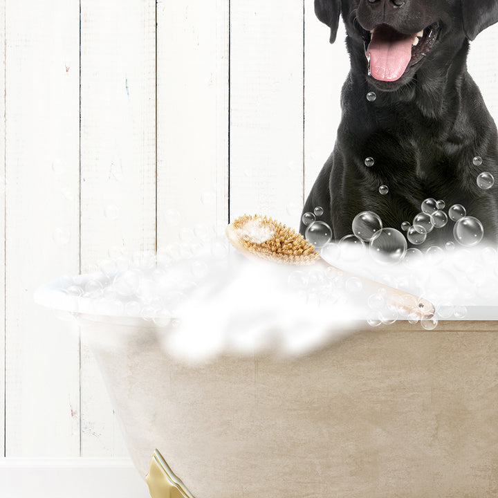 Black Lab in Farmhouse Hot Bath