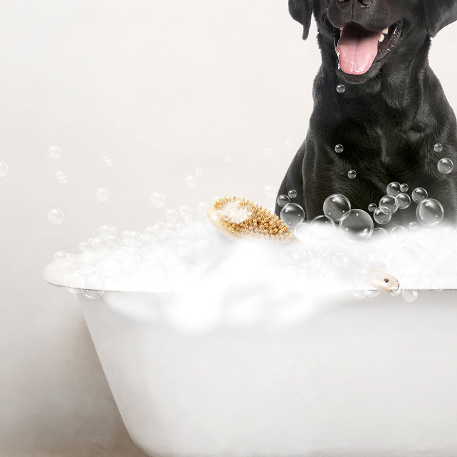 Black Lab in Rustic Bath Style Lots of Foamy Bubbles