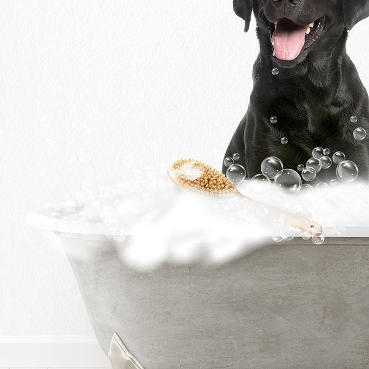 Black Lab Scrub A-Dub-Dub in Simple Gray Bath