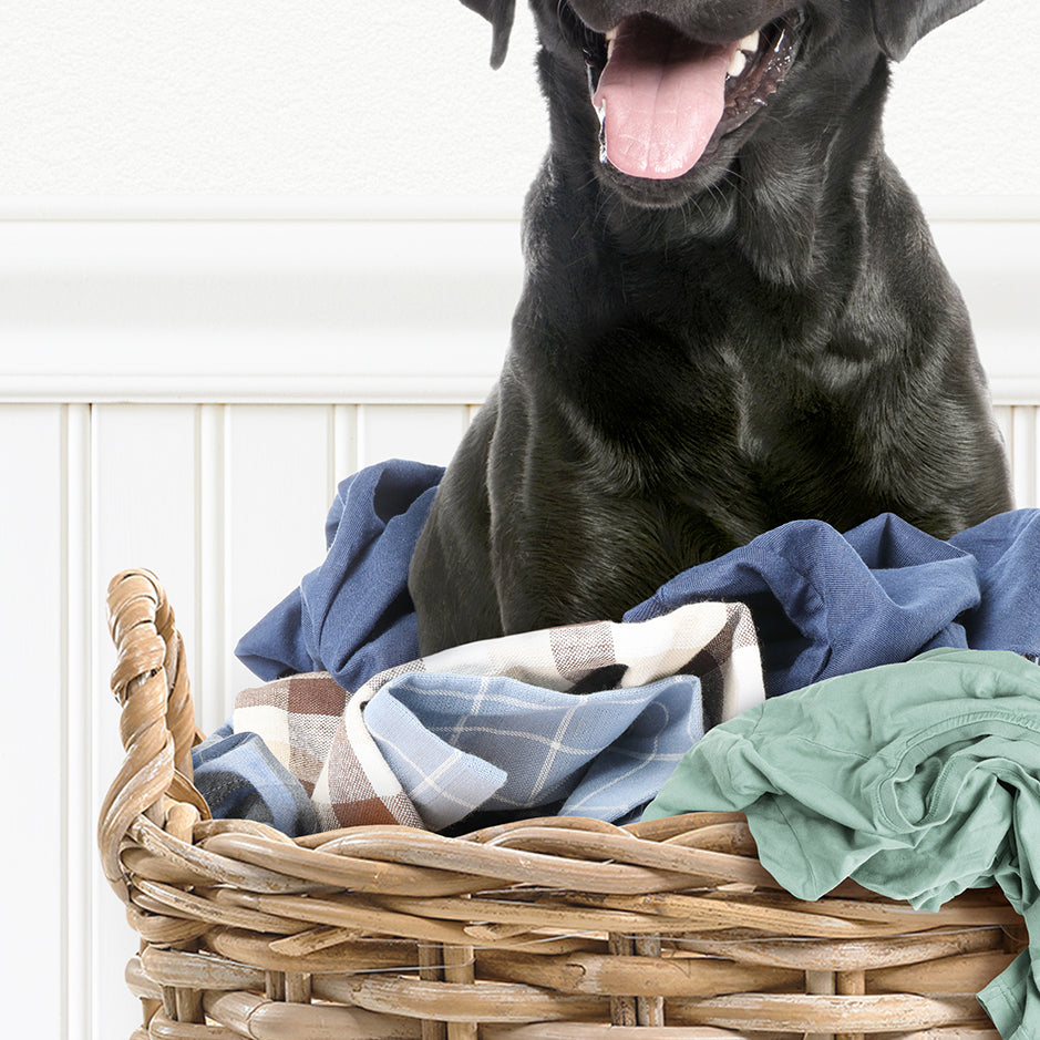 Black Lab - Laundry Buddy At Your Service