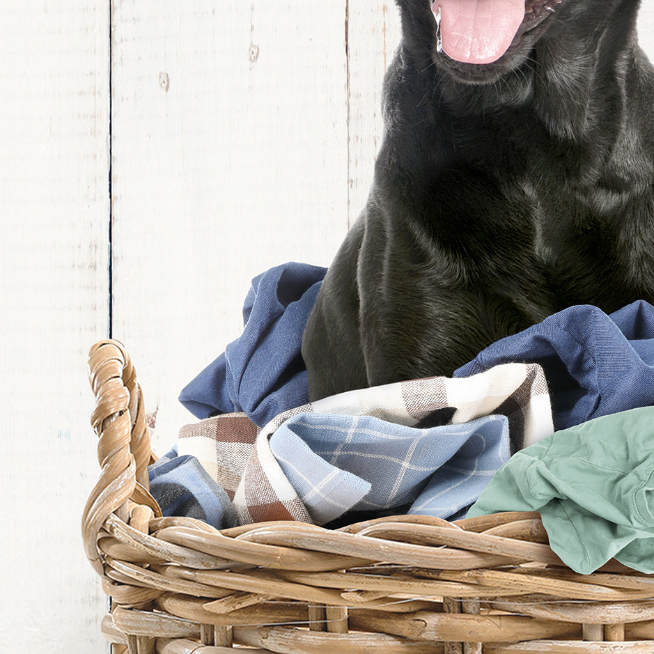 Black Lab in Laundry Basket - Farmhouse Wall