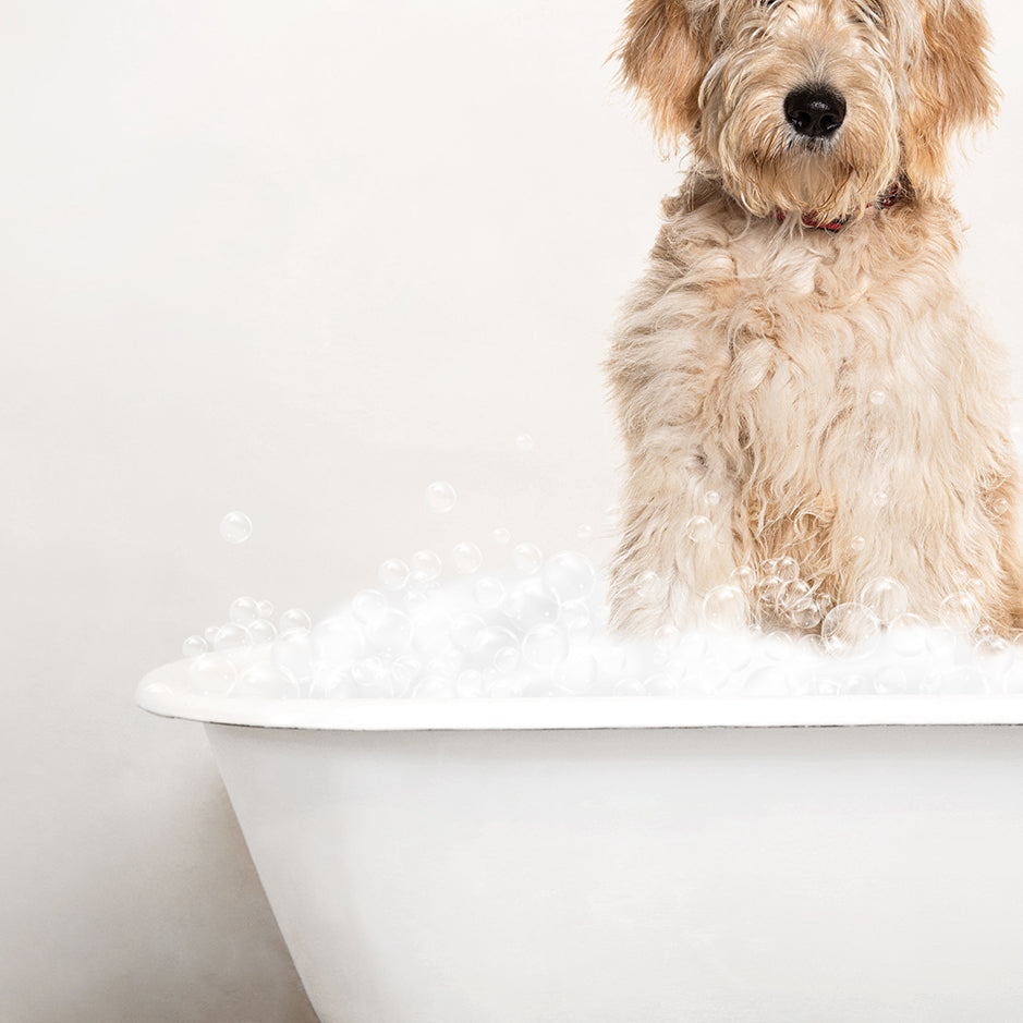 Blonde Labradoodle in Rustic Bath Style