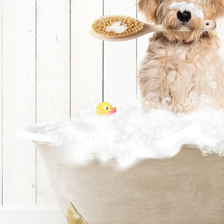 Blonde Labradoodle in Farmhouse Hot Bath