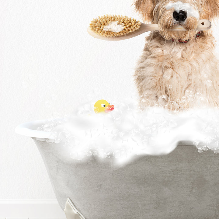 Blonde Labradoodle Scrub A-Dub-Dub in Simple Gray Bath