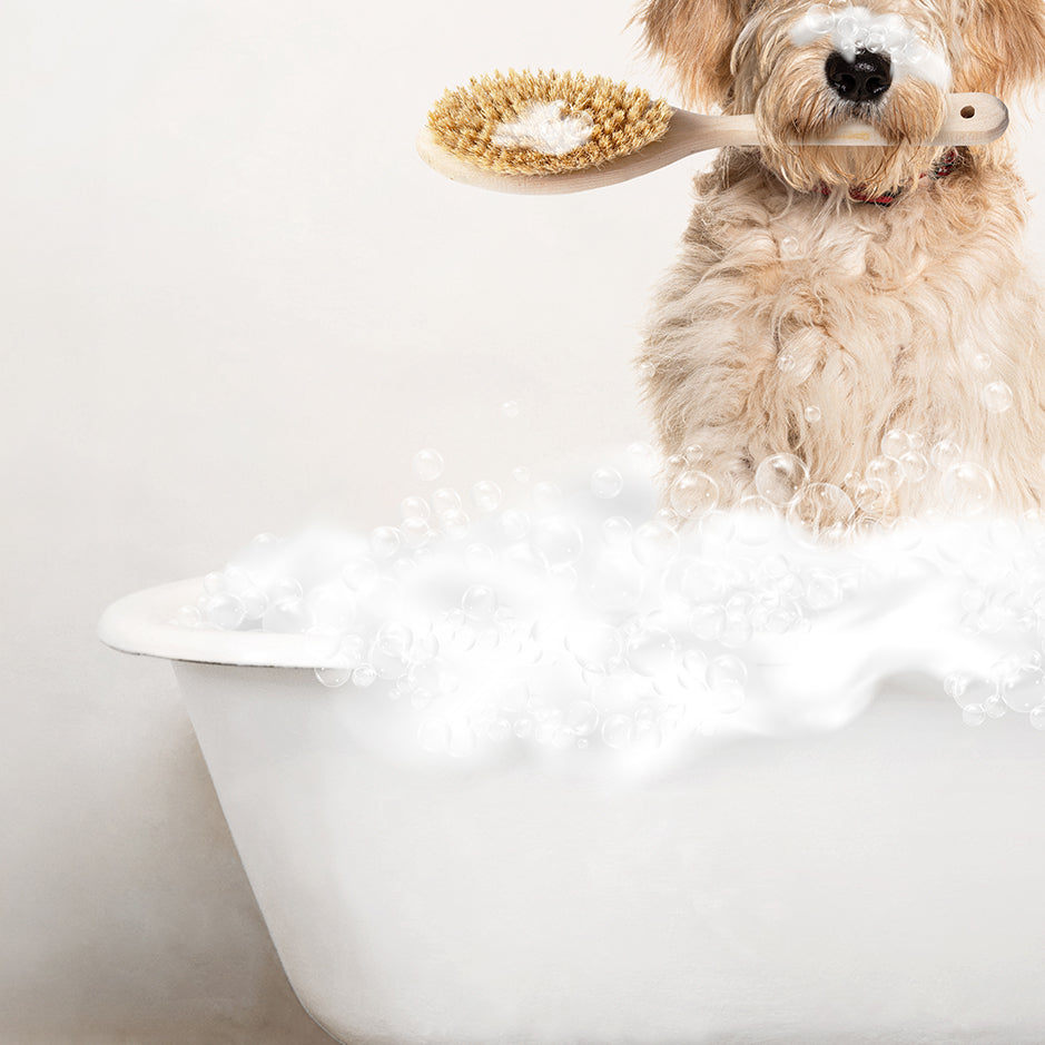 Blonde Labradoodle in Rustic Bath Style Lots of Foamy Bubbles