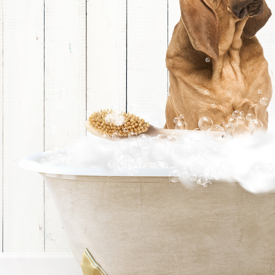 Bloodhound in Farmhouse Hot Bath