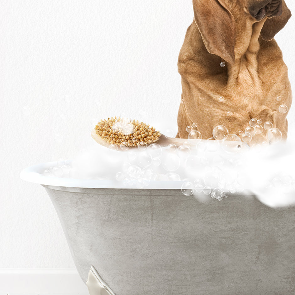 Bloodhound Scrub A-Dub-Dub in Simple Gray Bath