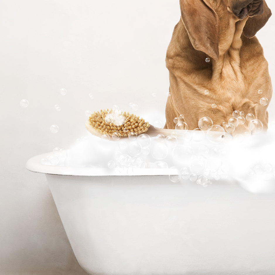 Bloodhound in Rustic Bath Style Lots of Foamy Bubbles