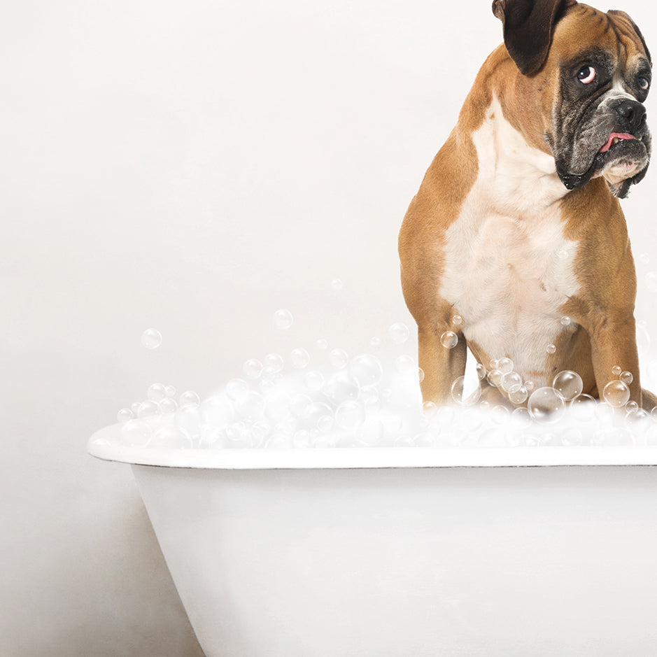 German Boxer in Rustic Bath Style