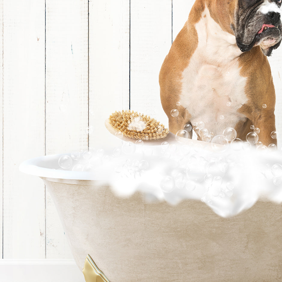 German Boxer in Farmhouse Hot Bath