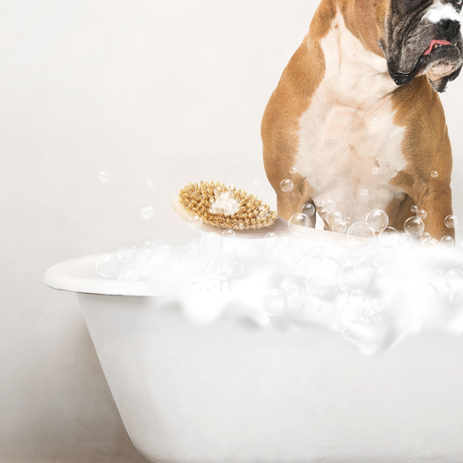 German Boxer in Rustic Bath Style Lots of Foamy Bubbles