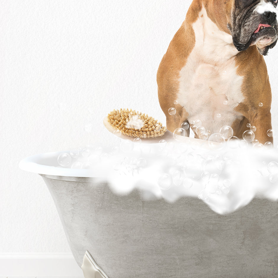 German Boxer Scrub A-Dub-Dub in Simple Gray Bath