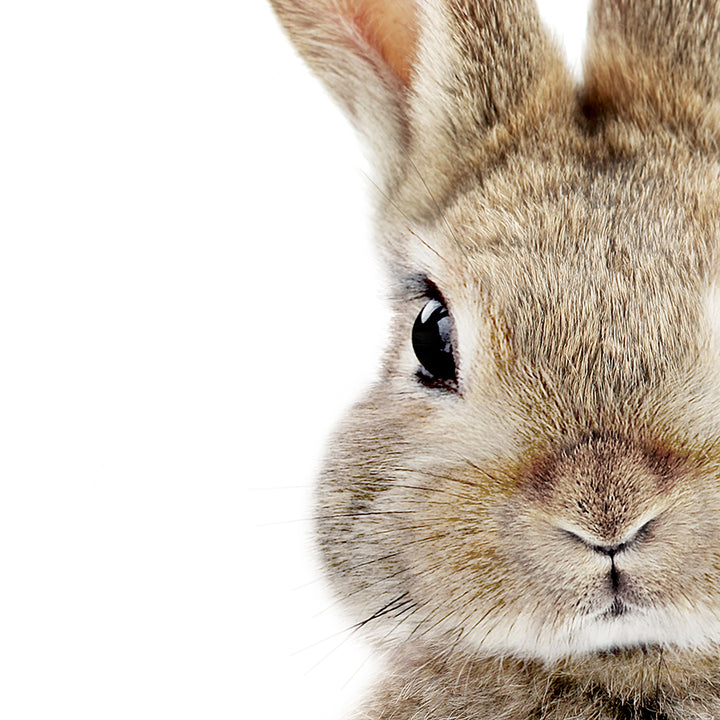 Baby Bunny - Baby Animal Portrait