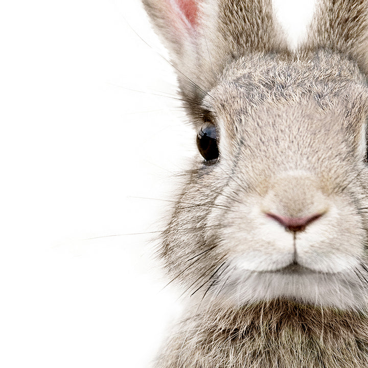 Female Rabbit - Animal Portraits